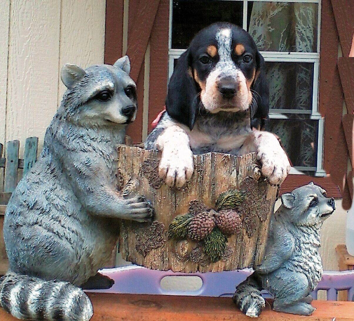 Bluetick Coonhound Puppies For Sale – Evenstar Hounds, image size:1204x1092