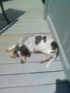daisy_mae_bluetick_coonhound_evenstar_hounds-225x300